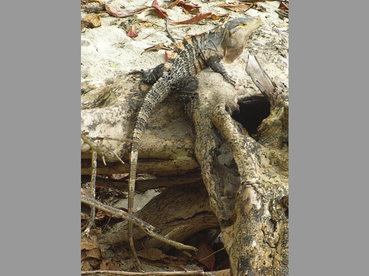 Leguan im Manuel Antonio Nationalpark - Costa Rica